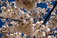 桜2